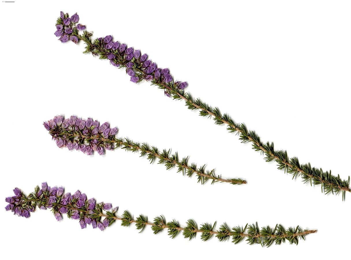 Erica cinerea (Ericaceae)